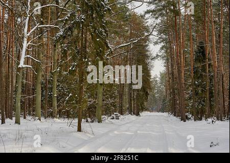 Una strada dritta coperta di neve che attraversa la foresta Foto Stock