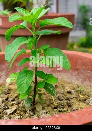 La menta piperita (Mantha piperita, nota anche come Mantha balsamea Wild) è una menta ibrida, un incrocio tra la menta acquatica e la menta verde. Occasionalmente si trova in Foto Stock