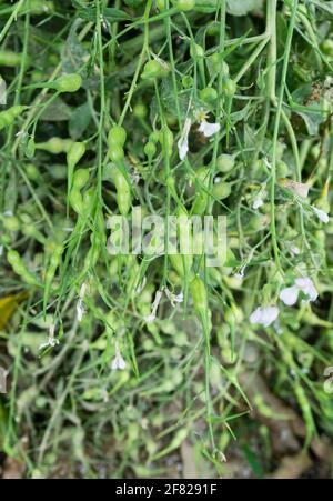 Raphanus caudatus, comunemente noto come ravanello di coda di ratto. Il rafano di coda di ratto o rafano di serpente, o rafano di coda-pod è una pianta del genere di rafano Raphanu Foto Stock