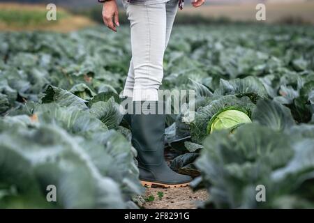 Parapolvere in gomma. Coltivatore in piedi in campo di cavolo. Giardinaggio a fattoria biologica vegetale Foto Stock