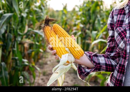 Pannocchia di mais in mano coltivatori. Controllo del raccolto di mais in campo agricolo Foto Stock