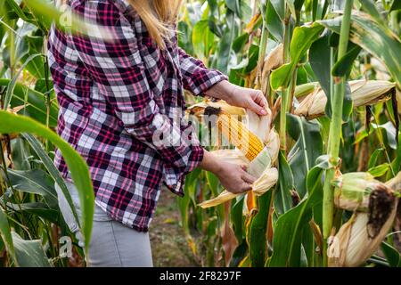 Coltivatore che spellano la pannocchia di mais e controlla la qualità prima del raccolto. Attività agricola in campo di mais. Donna che ispeziona il mais Foto Stock