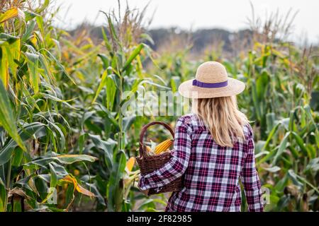 Coltivatore con cappello di paglia che tiene cesta di vimini in campo di mais. Cibo biologico da fattoria a tavola concetto con la donna Foto Stock