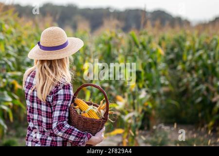 Coltivatore con cappello di paglia che tiene cesta di vimini in campo di mais. Cibo biologico da fattoria a tavola concetto con la donna Foto Stock