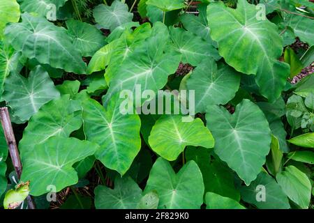La colocasia esculenta è una pianta tropicale coltivata principalmente per i cormi commestibili, una radice vegetale più comunemente conosciuta come taro, kalo, dasheen o godere.used as Foto Stock