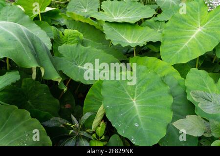 La colocasia esculenta è una pianta tropicale coltivata principalmente per i cormi commestibili, una radice vegetale più comunemente conosciuta come taro, kalo, dasheen o godere.used as Foto Stock