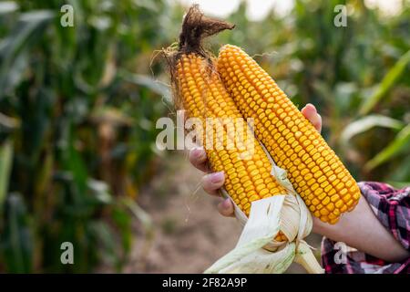 Coltivatore che tiene pannocchie di mais in mano. Raccolto di mais in campo agricolo. Controllo di qualità prima della raccolta Foto Stock