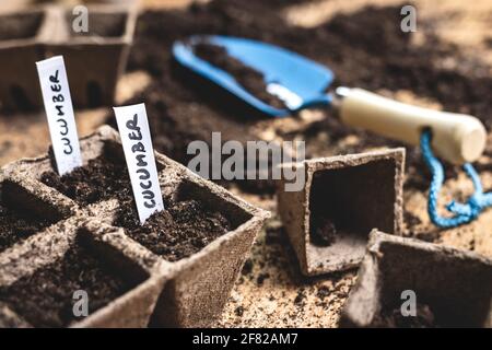 Semina in pentola di torba su tavola. Semina semi di cetriolo. Attività agricola in primavera. Vivaio di pianta Foto Stock