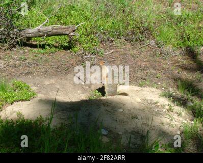 Giovane marmotta canadese con le decorazioni gialle nella foresta di Kootenay, Canadian Rockies Foto Stock