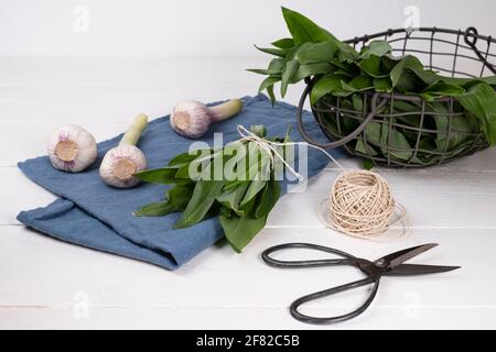 Aglio selvatico appena raccolto in un cesto di filo, impacchettato, con cesoie da giardino su tavola di legno bianco Foto Stock