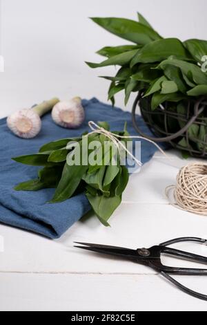 Aglio selvatico appena raccolto in un cesto di filo, impacchettato, con cesoie da giardino su tavola di legno bianco Foto Stock