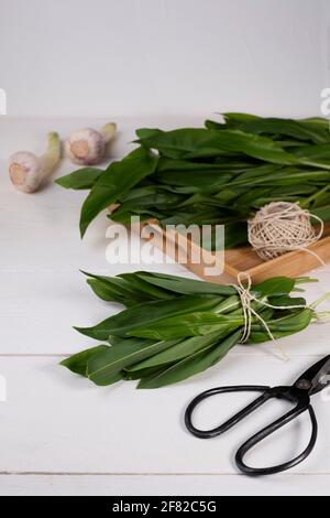 Aglio selvatico appena raccolto in un cesto di filo, impacchettato, con cesoie da giardino su tavola di legno bianco Foto Stock