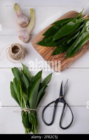 Aglio selvatico appena raccolto in un cesto di filo, impacchettato, con cesoie da giardino su tavola di legno bianco Foto Stock