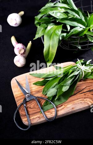 Aglio selvatico appena raccolto in un cesto di filo, impacchettato, con cesoie da giardino su tavolo di legno scuro Foto Stock