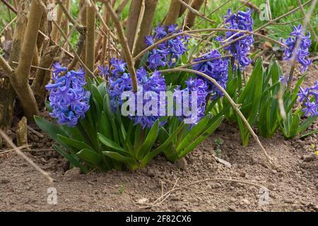 hyacinthus fiorente primaverile cresce con bellissimi fiori minuscoli di colore viola Foto Stock