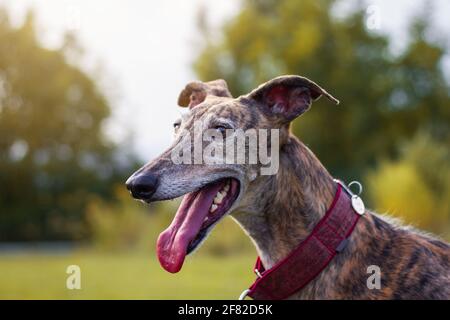 Spagnolo Galgo. Ritratto di levriero. Carino cane purebred all'aperto. Capo animale Foto Stock