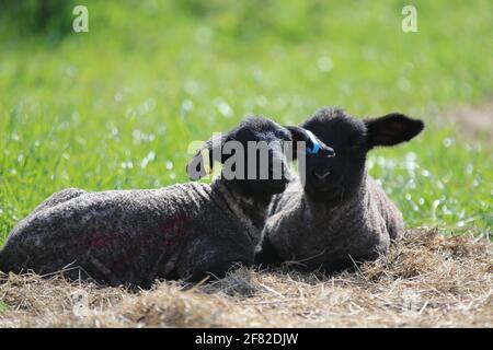 Stroud, Regno Unito, 11 aprile 2021. Regno Unito Meteo. Il caldo sole arriva finalmente per gli agnelli a prendere il sole dopo una mattina di condizioni nebbie a Stroud, Gloucestershire. Credit: Gary Learmonth / Alamy Live News- Foto Stock