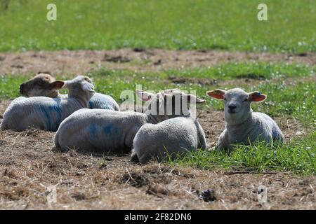 Stroud, Regno Unito, 11 aprile 2021. Regno Unito Meteo. Il caldo sole arriva finalmente per gli agnelli a prendere il sole dopo una mattina di condizioni nebbie a Stroud, Gloucestershire. Credit: Gary Learmonth / Alamy Live News- Foto Stock