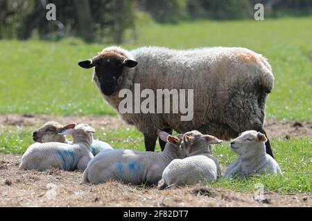 Stroud, Regno Unito, 11 aprile 2021. Regno Unito Meteo. Il caldo sole arriva finalmente per gli agnelli a prendere il sole dopo una mattina di condizioni nebbie a Stroud, Gloucestershire. Credit: Gary Learmonth / Alamy Live News- Foto Stock