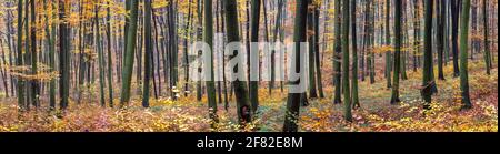 Autunno foresta, vista panoramica. Faggio in bosco. Colore delle foglie autunnali Foto Stock