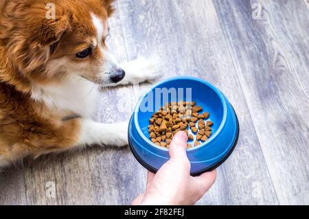 L'uomo alimenta il cibo secco da una ciotola al cane sul pavimento della cucina. Foto Stock