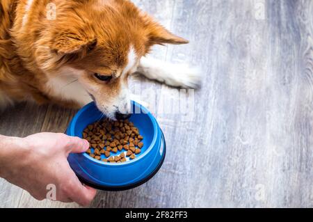 il proprietario alimenta il cibo secco da una ciotola al cane sul pavimento della cucina. Foto Stock