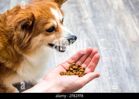 il cane mangia cibo secco dalla mano del suo proprietario in cucina Foto Stock