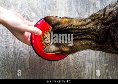 il proprietario alimenta il cibo secco al gatto sul pavimento della cucina. Foto Stock