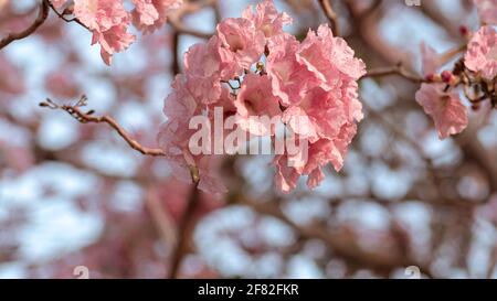 Primo piano Rosa fiore Tabebuia rosea, Rosy tromba fiori. Primavera Estate fiore sfondo Foto Stock