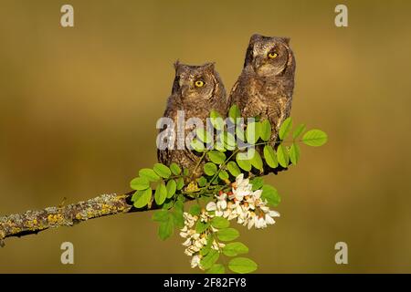 Due scope eurasiane pulcini di gufo seduti sul ramo in primavera Foto Stock