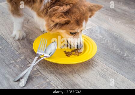 il cane mangia da un piatto giallo con un cucchiaio e una forchetta. Concetto di cibo per cani Foto Stock