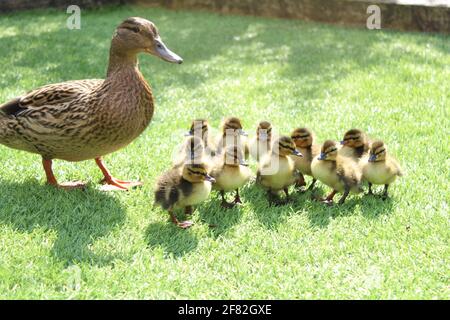 Madre anatra e anatroccoli su sfondo verde. Allevamento di anatre e influenza aviaria concetto con spazio copia Foto Stock