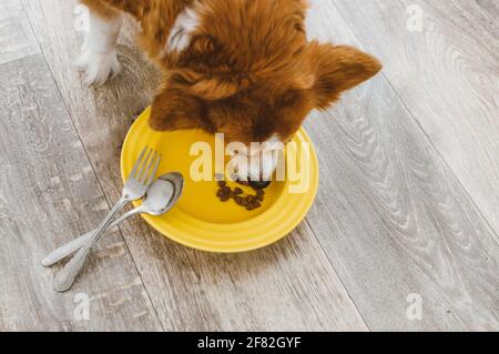 il cane mangia da un piatto giallo con un cucchiaio e una forchetta. Concetto di cibo per cani Foto Stock