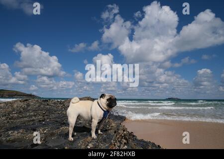 Harlyn Bay, vicino a Padstow, Cornwall, Regno Unito. 11 aprile 2021. Regno Unito Meteo. Dennis il Pug sulla spiaggia in una baia di Harlyn praticamente deserta questo pranzo. Credit Simon Maycock / Alamy Live News. Foto Stock