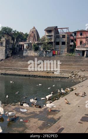 Anatre e oche che fanno il massimo dell'acqua dolce disponibile presso il carro armato sacro di Banganga nel distretto di Malabar di Mumbai (ex Bombay). Il lago Foto Stock