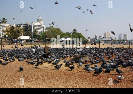 Un'area speciale per dare da mangiare grano agli uccelli selvatici a Chowpatty Beach, Mumbai (ex Bombay), India. Foto Stock