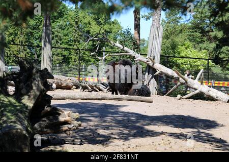 Bisoni europei, aka wisent fotografati in uno zoo di nome Korkeasaari situato a Helsinki, Finlandia. Giugno 2019. Giorno estivo soleggiato. Ci sono alcuni alberi e. Foto Stock