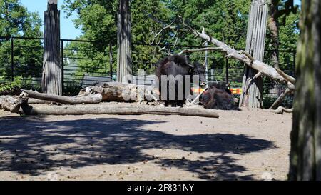 Bisoni europei, aka wisent fotografati in uno zoo di nome Korkeasaari situato a Helsinki, Finlandia. Giugno 2019. Giorno estivo soleggiato. Ci sono alcuni alberi e. Foto Stock