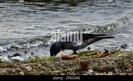 Un closeup orizzontale di un corvo con cappuccio (Corvus cornix) acqua potabile Foto Stock