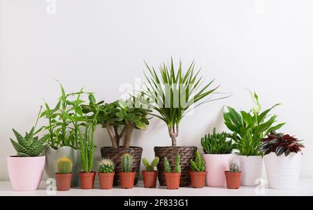 Varie piante di casa. Raccolta di succulenti e vari tipi di cactus in pentole contro parete bianca. Foto Stock