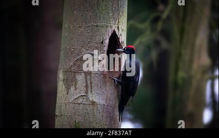 Picchio nero alla ricerca di una nuova casa nella cavità di un albero, la migliore foto. Foto Stock