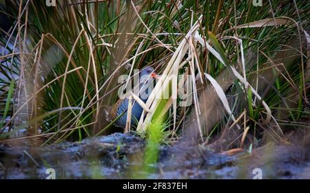 Water Rail Rallus aquaticus alla ricerca di cibo nelle canne e nel fango, la foto migliore. Foto Stock