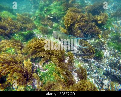 Pesce pappagallo a Punta Espinoza, isola di Fernandina, Galapagos, Ecuador Foto Stock