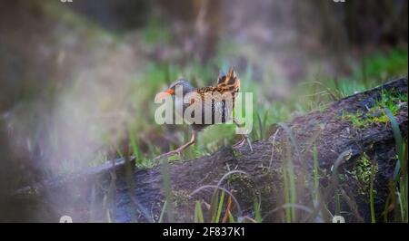 Water Rail Rallus aquaticus alla ricerca di cibo nelle canne e nel fango, la foto migliore. Foto Stock