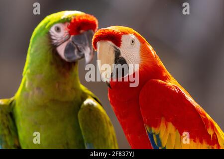 Un macaw scarlatto (Ara macao) e un macaw militare (Ara militaris) che mostrano da vicino i colori vibranti. Foto Stock