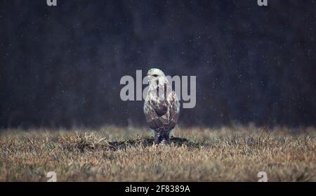 Buteo buteo forma bianca si siede a terra ed è caccia, la migliore foto. Foto Stock