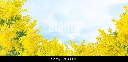 L'albero di Wattle si dirama sullo sfondo blu del cielo. Acacia dealbata palline e foglie soffici gialle. Mimosa primavera fiori. Foto Stock