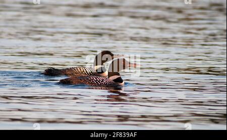 Coppia di loon comuni (Gavia Immer) Nuotare sul lago Kashwakamak nell'Ontario orientale Foto Stock