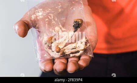 Funghi magici per il microdosaggio tenuto in mano dell'uomo. Terapia psichedelica della psilocibina. Foto Stock