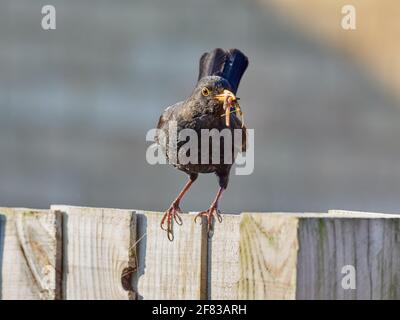 Maschio Blackbird, Turdus Merula, arroccato su una recinzione da giardino con il suo becco pieno di vermi Foto Stock